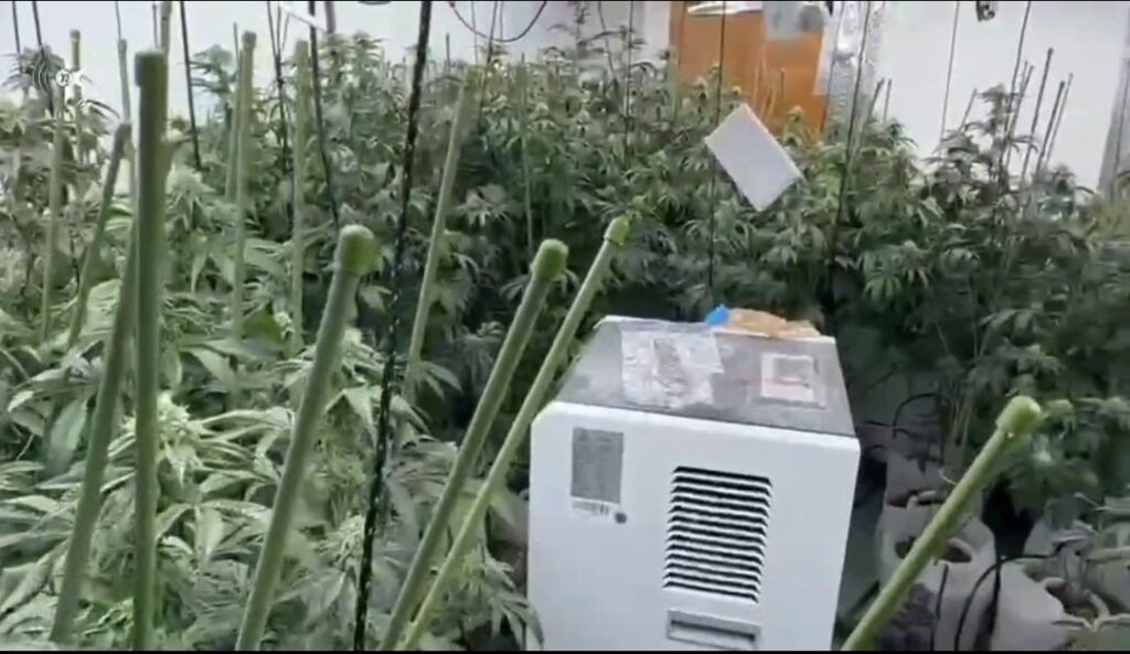 צילום שיחי קנאביס שנתפסו בדירת מגורים בחדרה