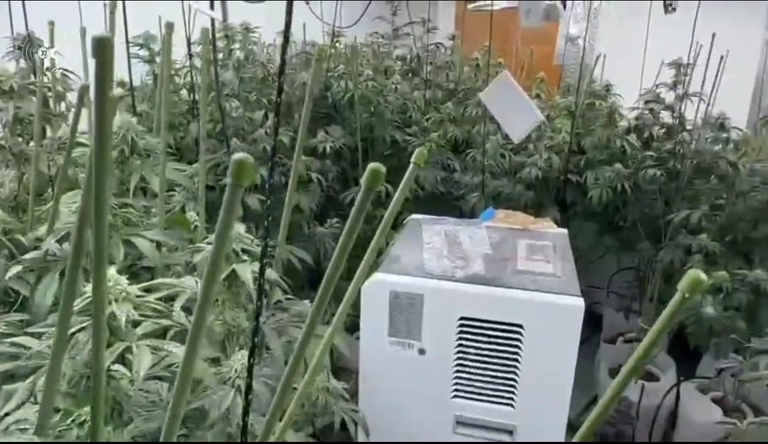 צילום שיחי קנאביס שנתפסו בדירת מגורים בחדרה