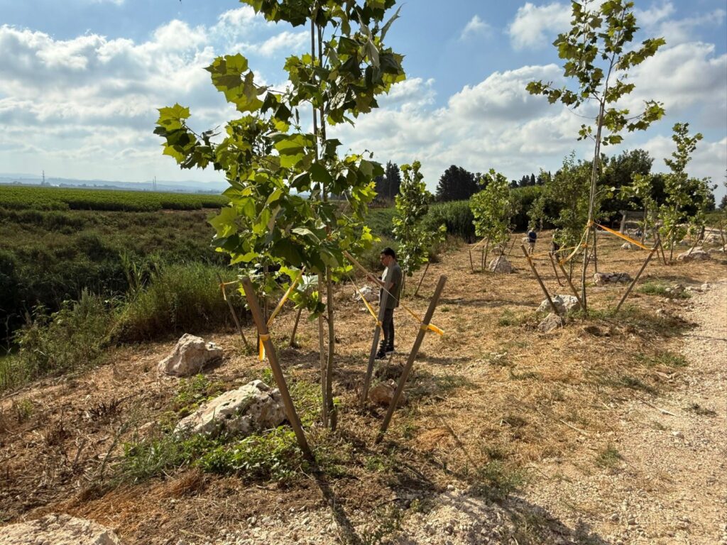 תמונה של העצים החדשים שנטעו