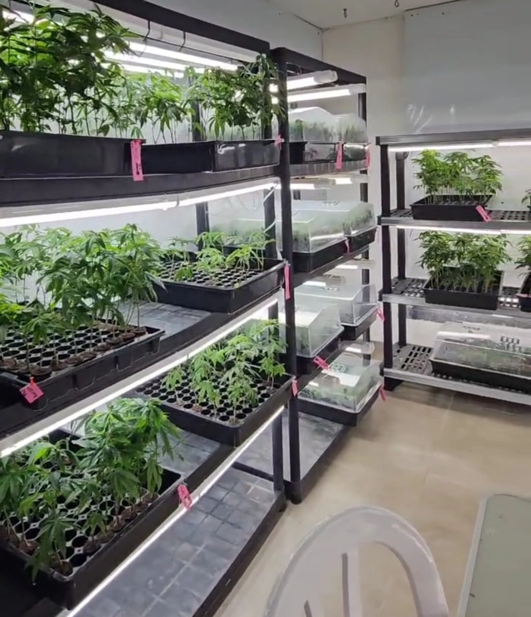 צילום המריחואנה במעבדה שנתפסה