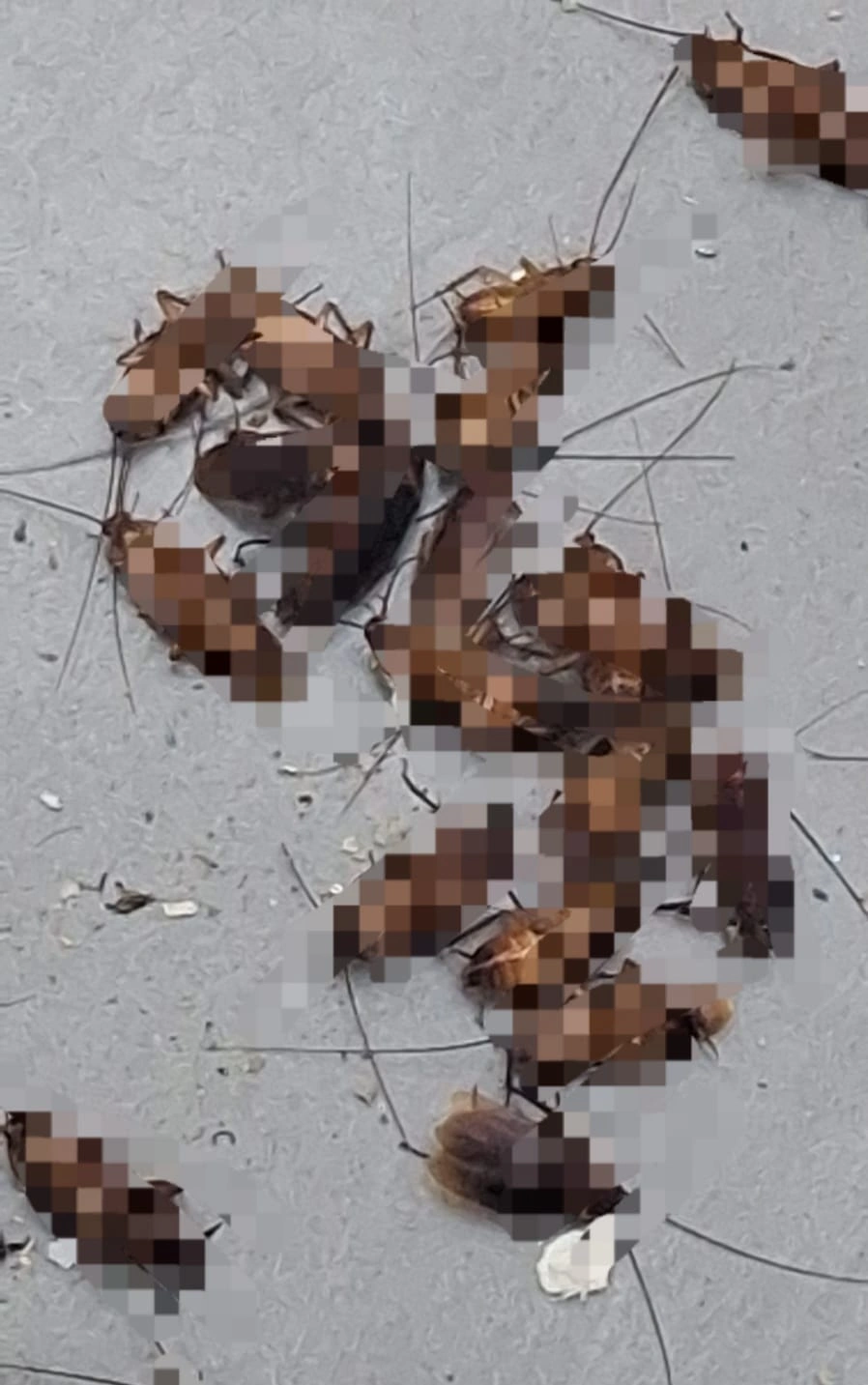 תמונה של המקקים שנאספו