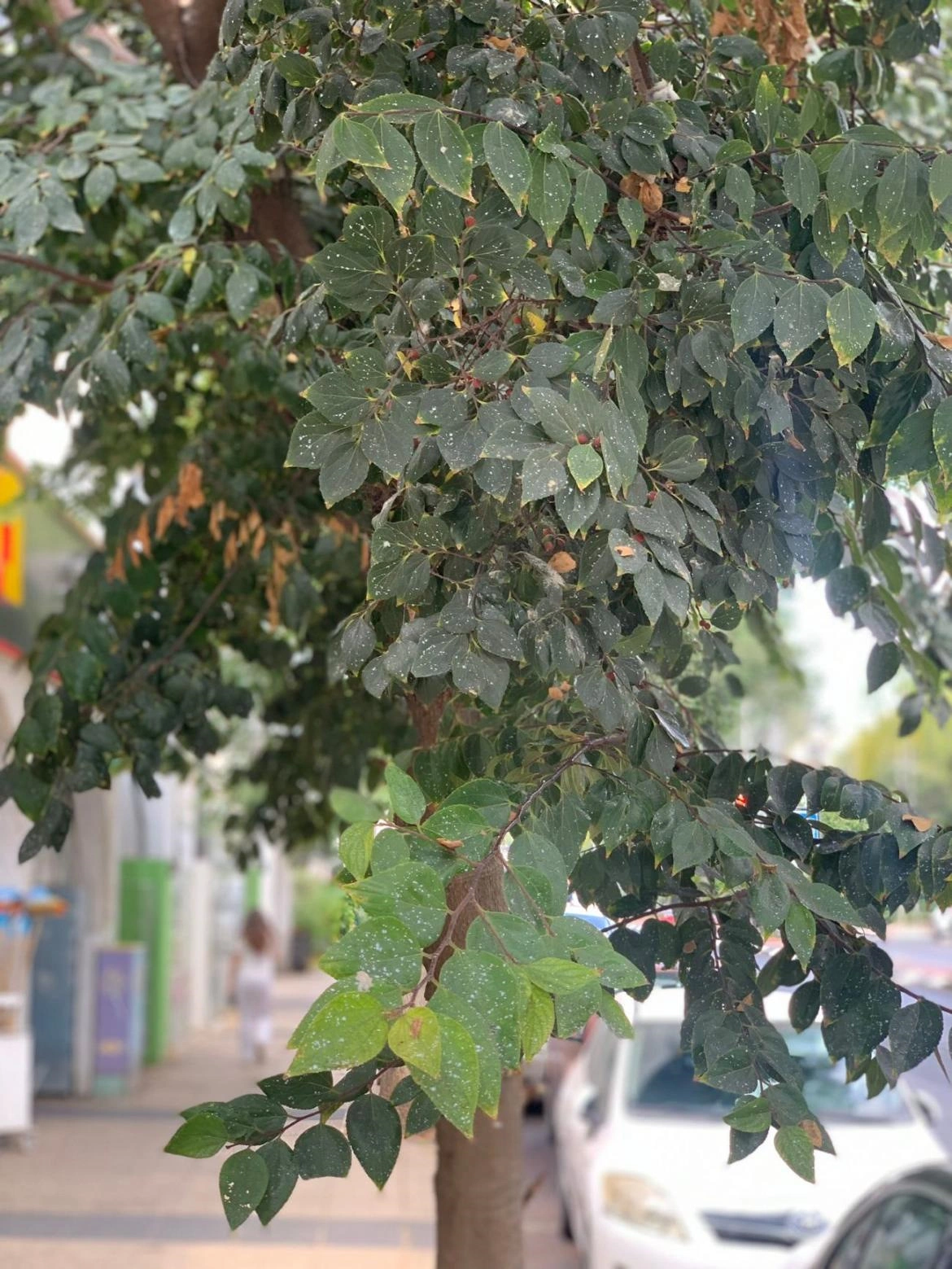 צילום של הכנימה הצמרית – טפיל הפוגע בעצי המיש. צילום: עיריית כפר סבא