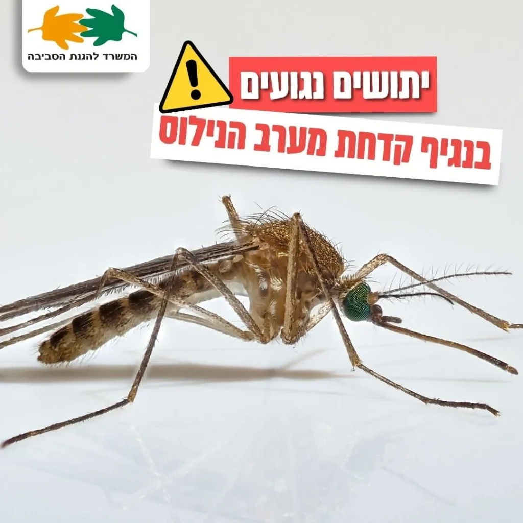 תמונה של יתוש בפפרסום של המשרד להגנת הסביבה