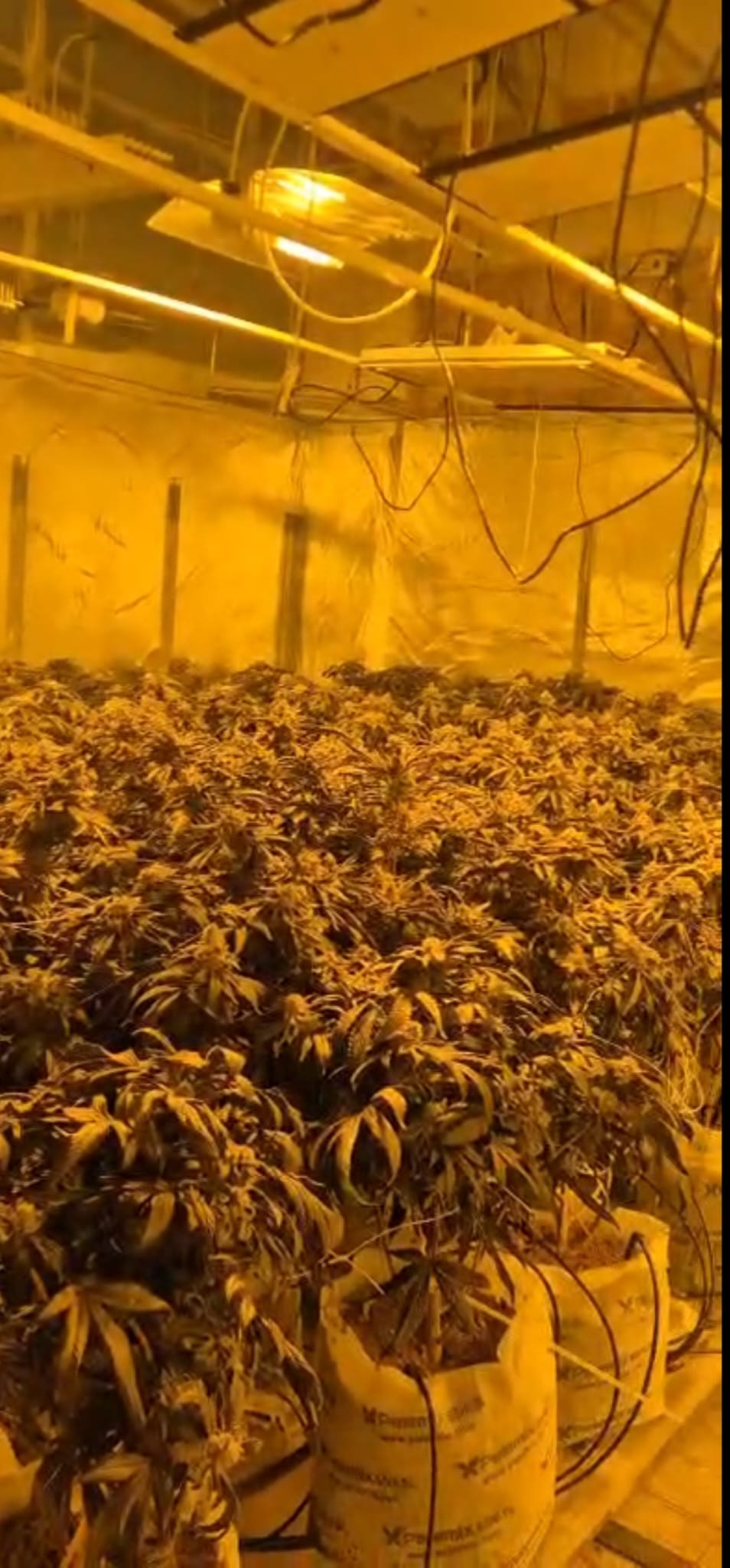 סם מסוג קנאביס