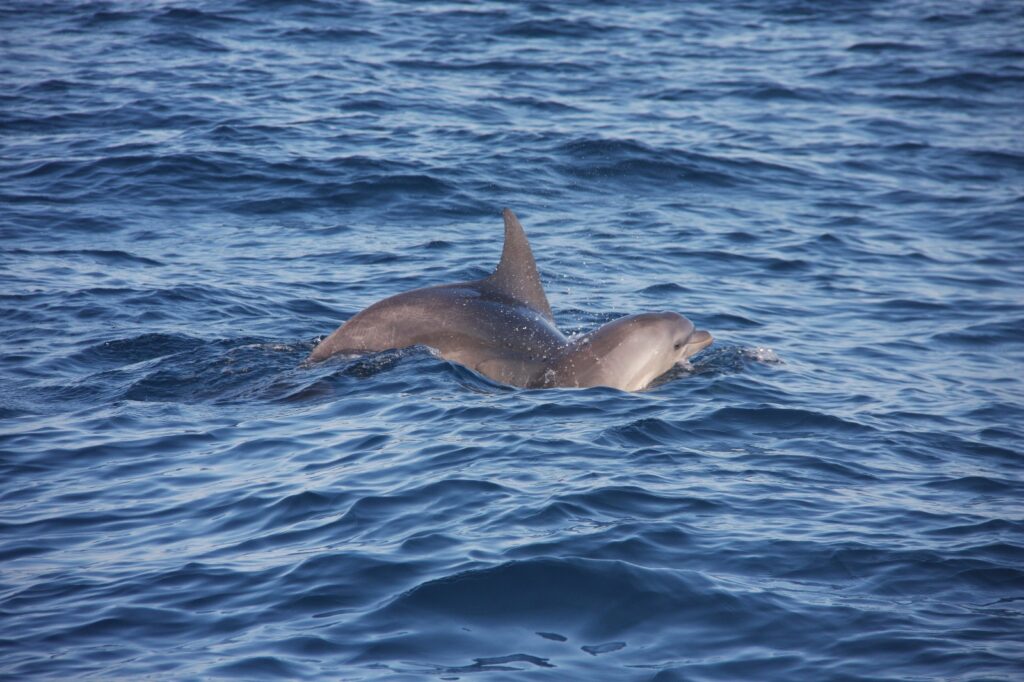 דולפינים בחוף הרצליה