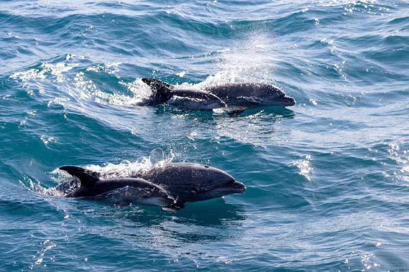 דולפינים במים