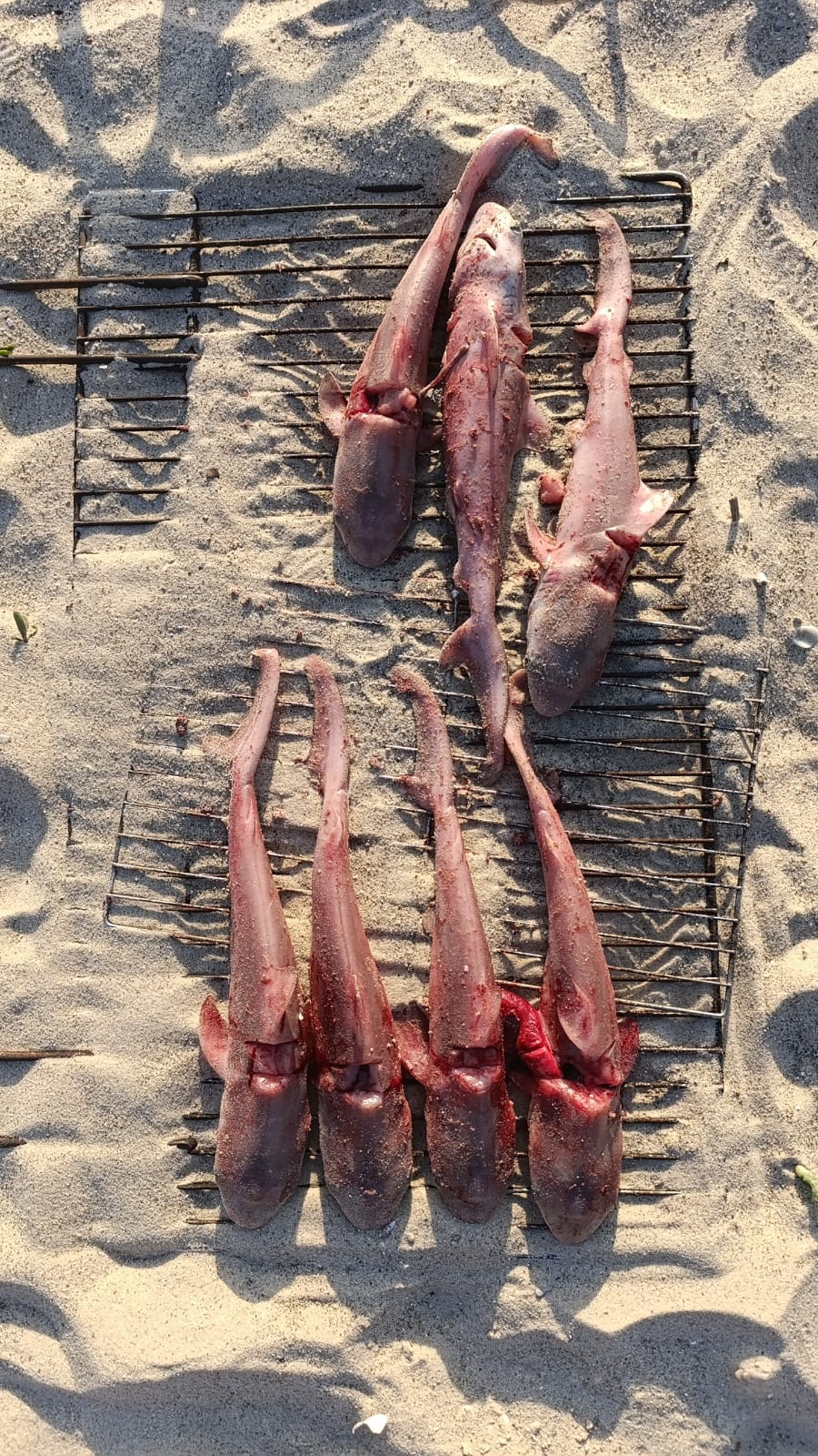 עוברי הכרישה המה