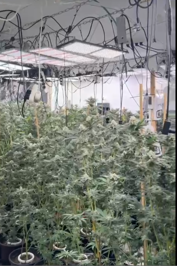 סמים מסוג קנאביס